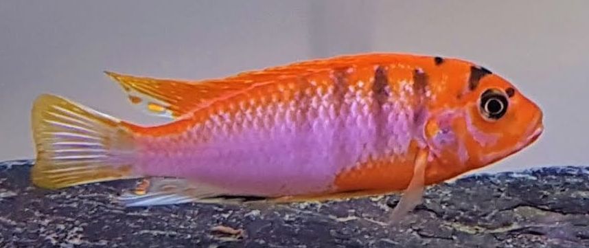 picture of an aquarium fish Labidochromis, Swedish super red hongi