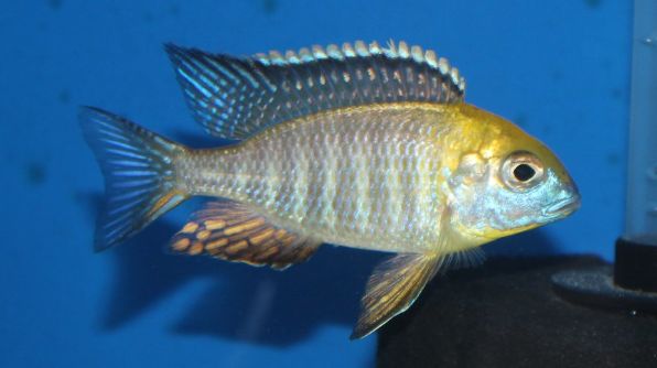 picture of an aquarium fish Lethrinops Gold Harbor (Monkey Bay)