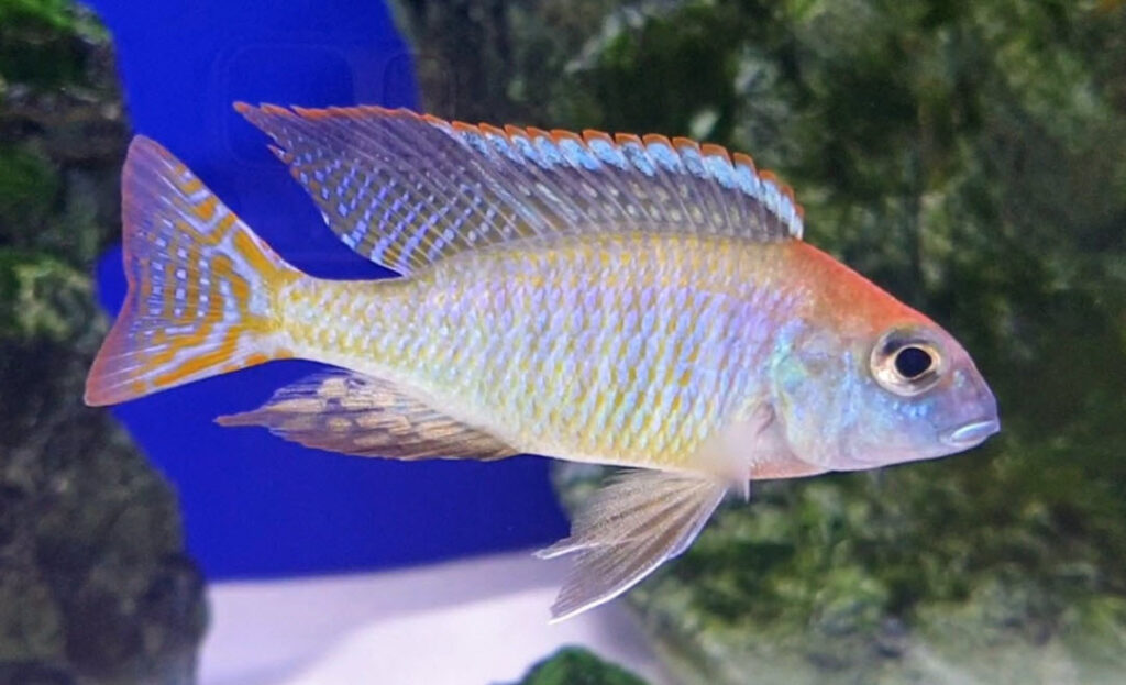 Image of an aquarium fish Lithrinops