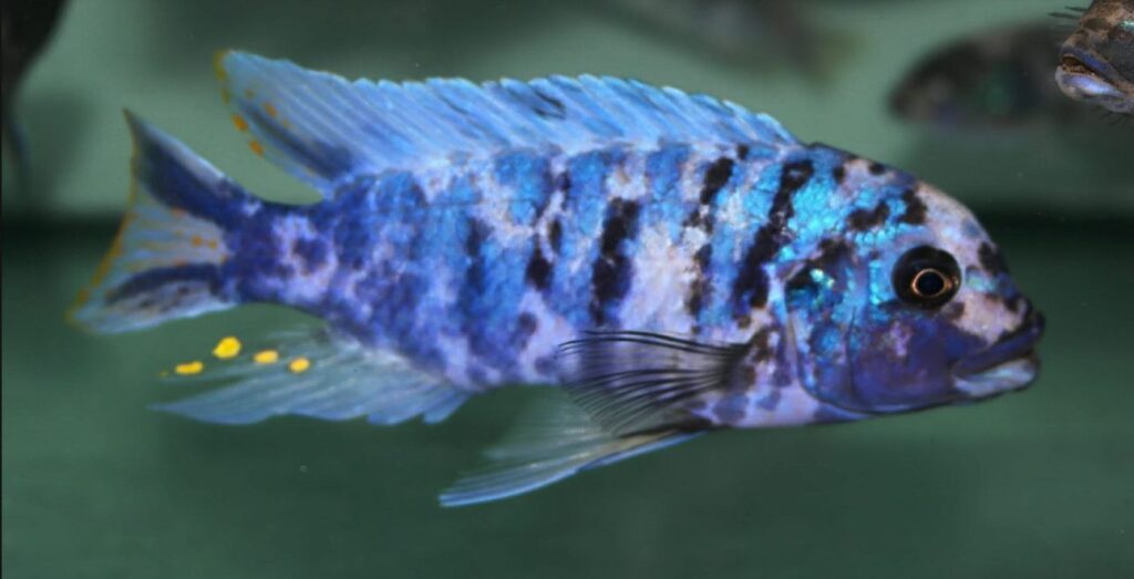 picture of an aquarium fish Maylandia Fainzilberi ndonga