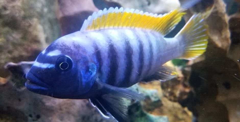 picture of an aquarium fish Maylandia Pyrsonotos Red Top Zebra (Nakatenga)