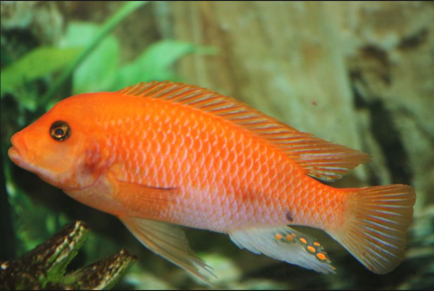 picture of an aquarium fish Maylandia estherae Red Zebra Cichlid