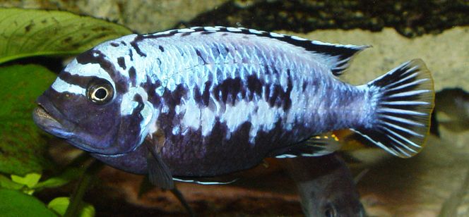 picture of an aquarium fish Maylandia msobo magunga