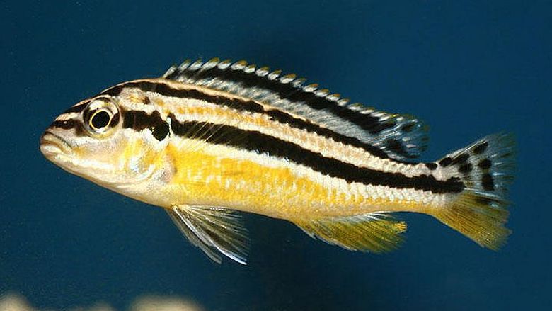 picture of an aquarium fish Melanochromis auratus female