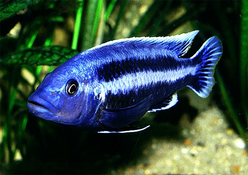 picture of an aquarium fish Melanochromis chipokae male