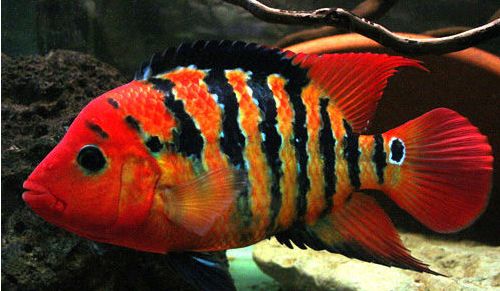 Mesoheros festae Red Terror Cichlid