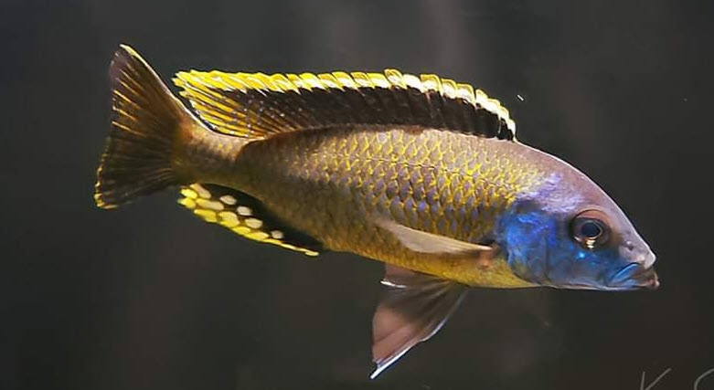 picture of an aquarium fish Naevochromis Chrysogaster