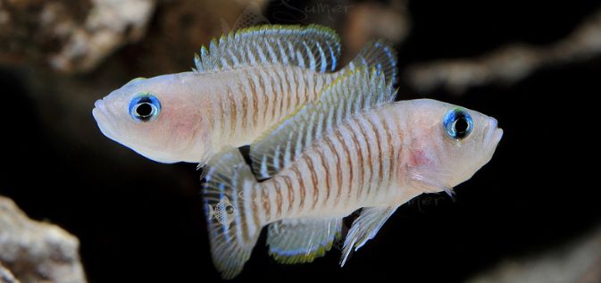 picture of an aquarium fish Neolamprologus multifasciatus ("shellie")