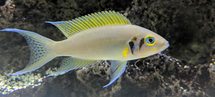 picture of an aquairum fish Neolamprologus pulcher