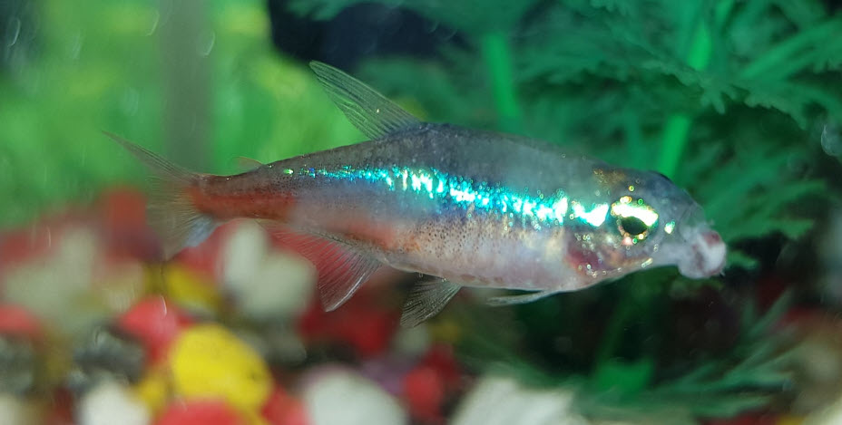 Neon Tetra Disease