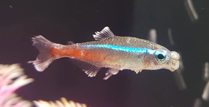 Neon Tetra with Columnaris fin rot