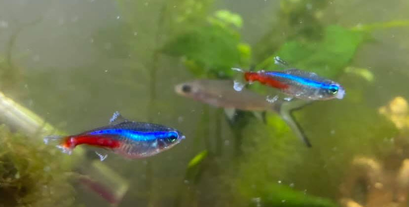 Neon Tetras wiith all three diseases