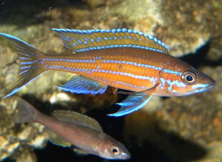 foto van een aquariumvis Paracyprichromis nigripinnis Blue Neon