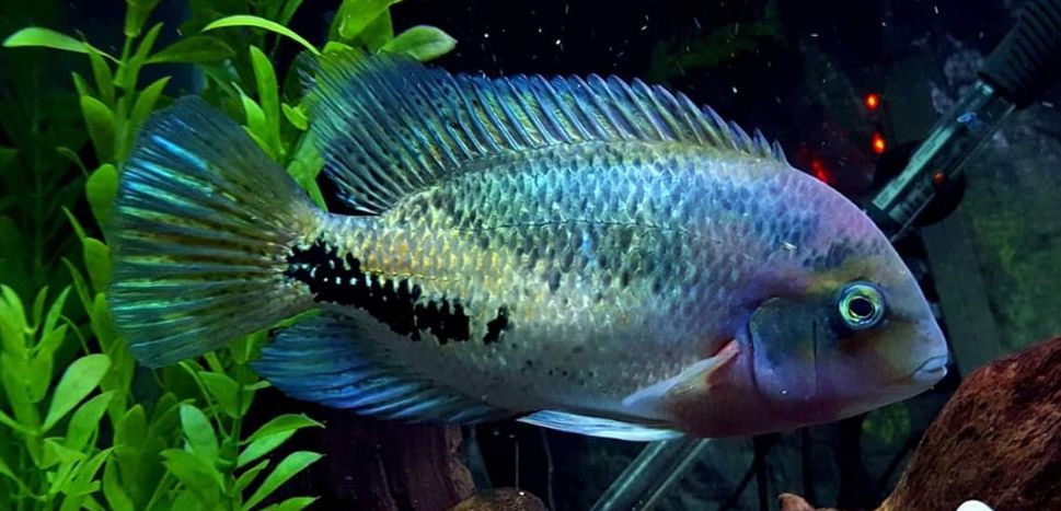 tropical fish picture Paraneetroplus synspilus, quetzal cichlid