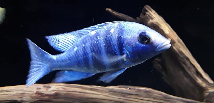 picture of an aquarium fish Placidochromis Phenochilus Lupingu Tanzania star sapphire