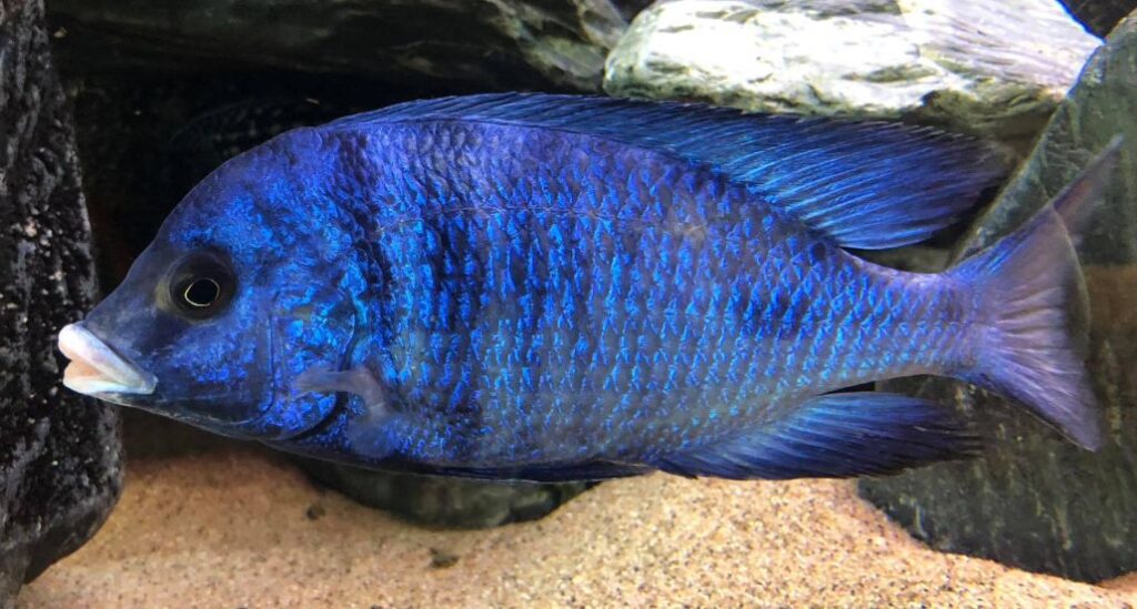 picture of an aquarium fish Placidochromis Phenochilus White Lips