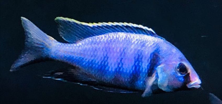 picture of an aquarium fish Placidochromis electra