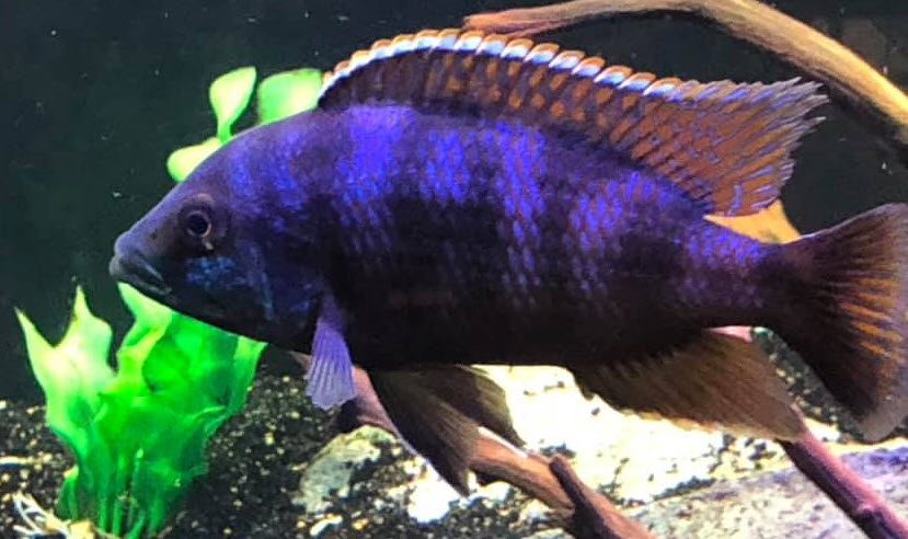 picture of an aquarium fish Placidochromis milomo VC10