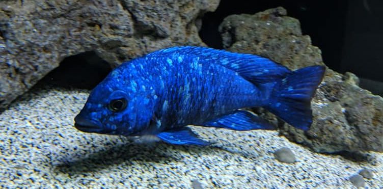 picture of an aquarium fish Placidochromis phenochilus