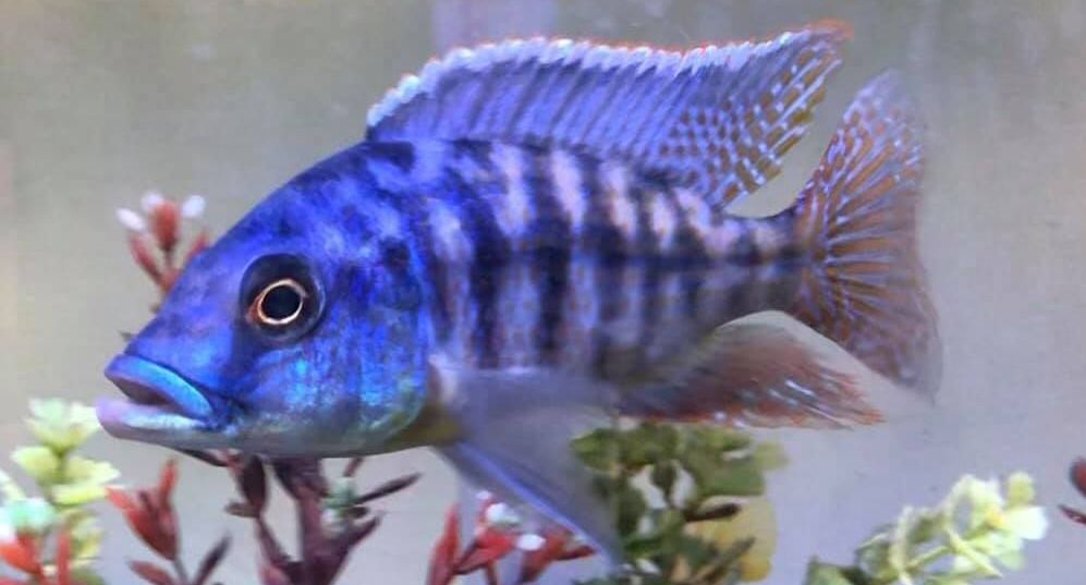 foto van een aquariumvis Protomelas kirkii