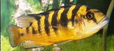 picture of an aquarium fish Pseudotropheus Crabro