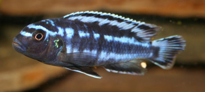 picture of an aquarium fish Pseudotrophous johanni