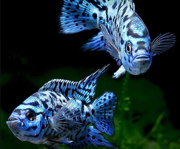 Rocio octofasciata, Electric Blue Jack Dempsey