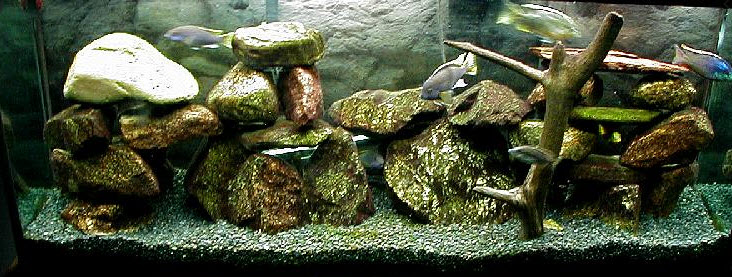 Rocks for Cichlids