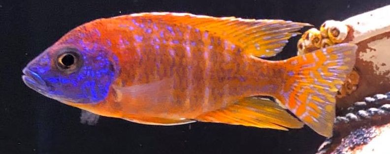 picture of an aquarium fish Ruby Red Peacock