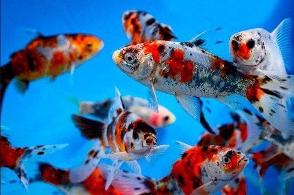 Shubunkin Goldfish