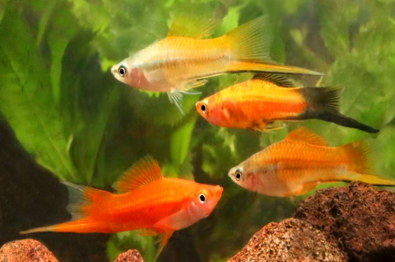 Aquarium Fish Swordtails