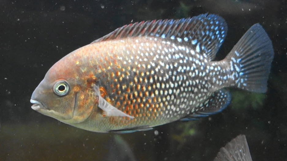 Tomocichla asfraci