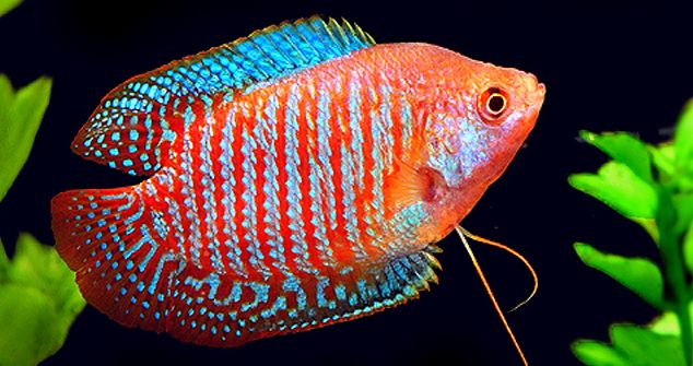 picture of an aquarium fish Trichogaster lalius Dwarf Gourami