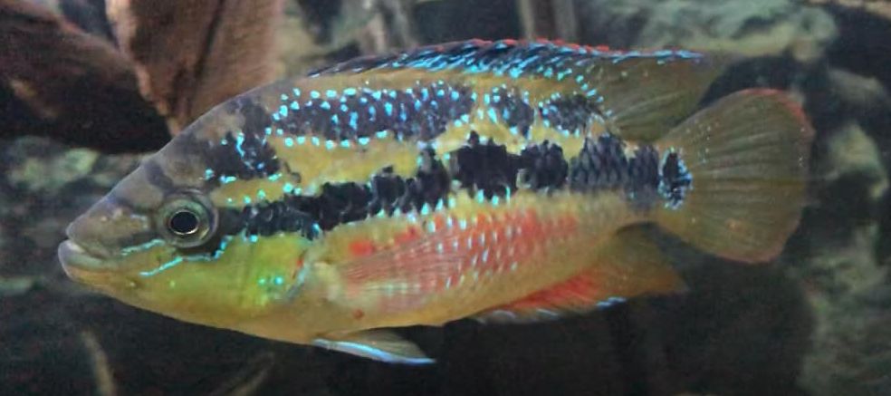 Trichromis salvini Salvin’s Cichlid