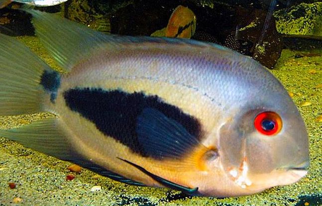 Uaru amphiacanthoides Uaru cichliden