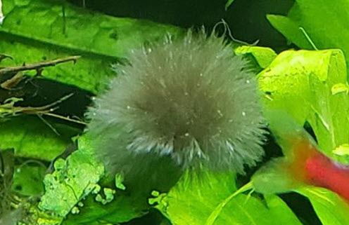 black beard algae