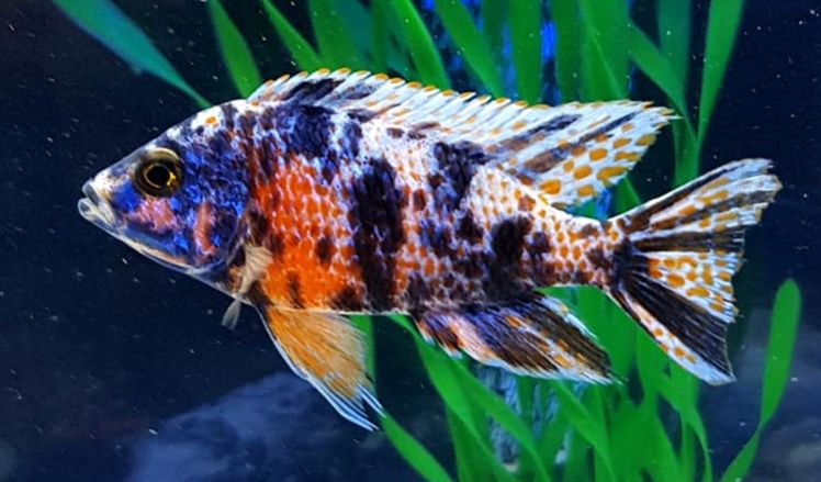 Aquariumvissen OB Pauw