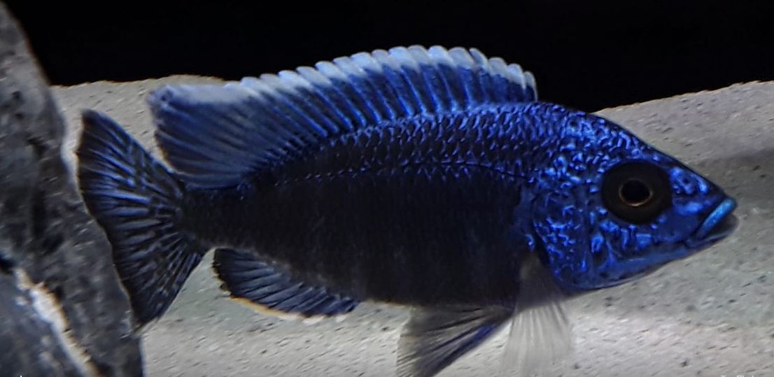 African Cichlid Aulonocara Stuartgranti chilumba