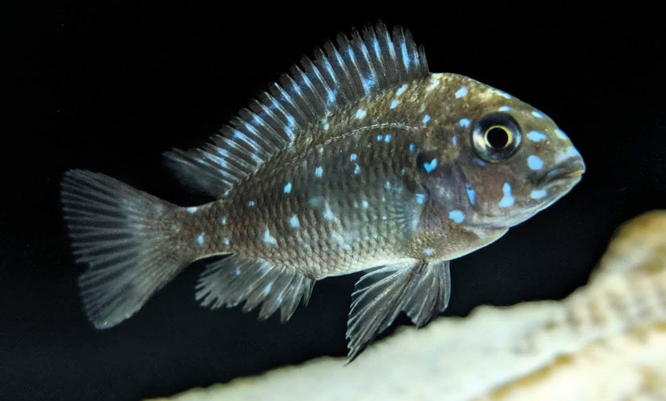 photo of a Tanganyika Cichlid Tropheus duboisi maswa