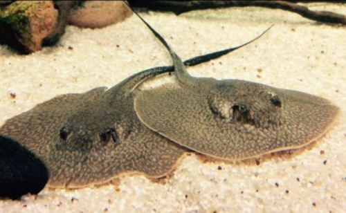 afbeelding van aquarium zoetwater roggen
