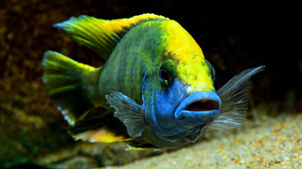 Aquarium Fish Nimbochromis venustus