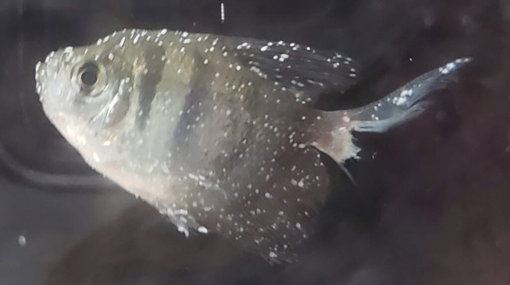 a fish with ich, white spot or ick