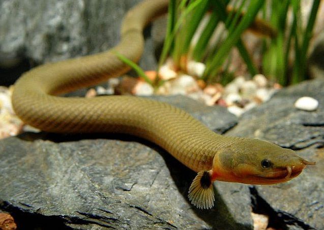 Image of an aquarium fish Erpetoichthys calabaricus, Rope Fish