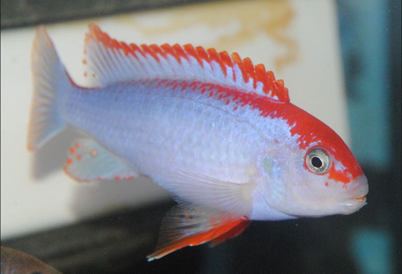 Pseudotropheus Ndumbi Red Tops