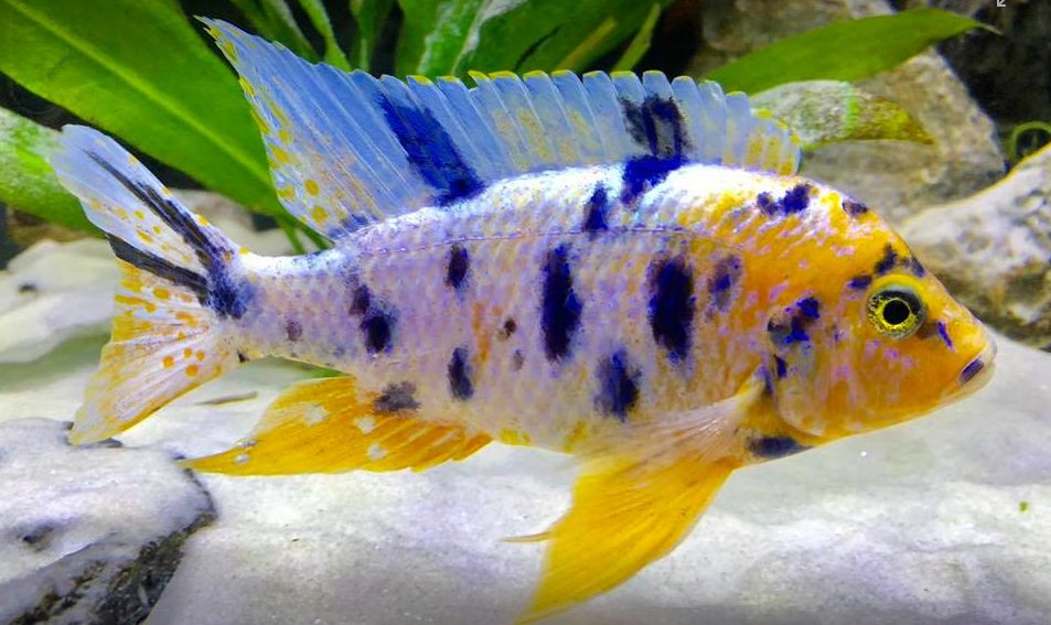 Aquariumvissen OB Pauw