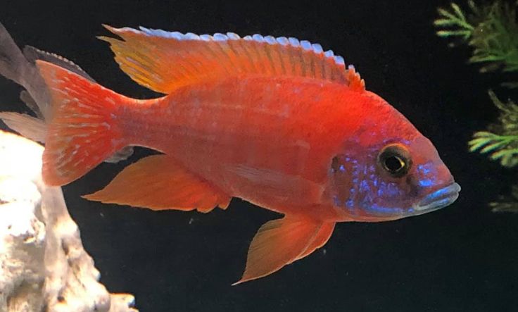 Aquarium Fish Red Fire Queen Peacock