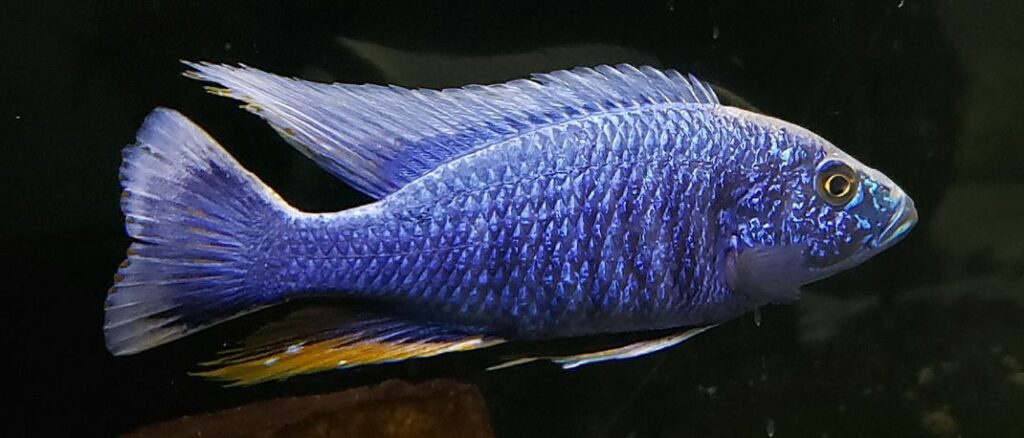 picture of an aquarium fish Sciaenochromis Fryeri, maleri island