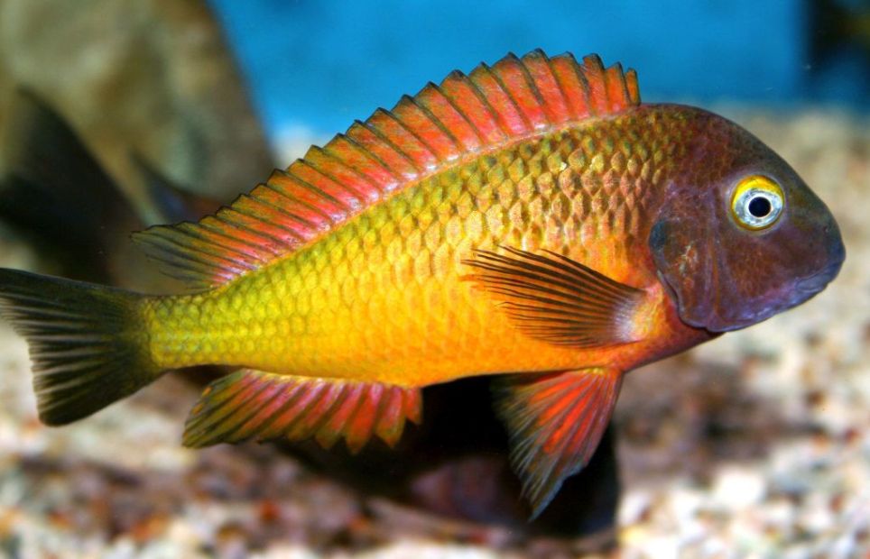 Aquariumvissen Tropheus Moori
