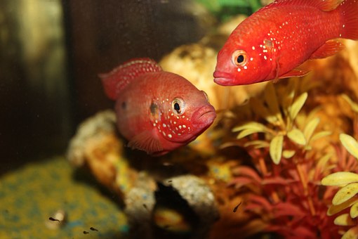 Aquariumvissen Juweelcichlide