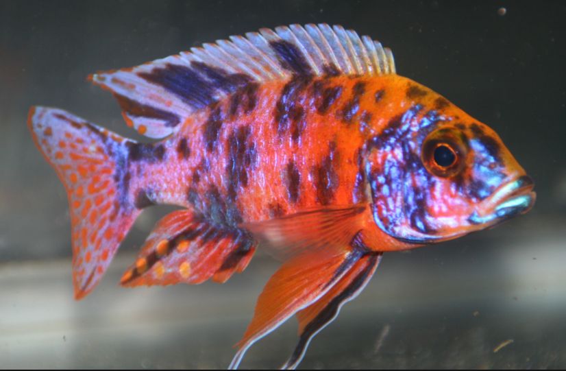 Aquariumvissen OB Pauw
